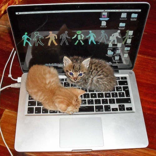 Generic image of kittens on a MacBook.