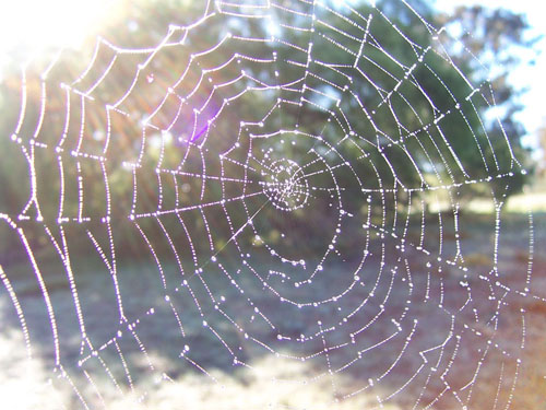 Dewy spider web