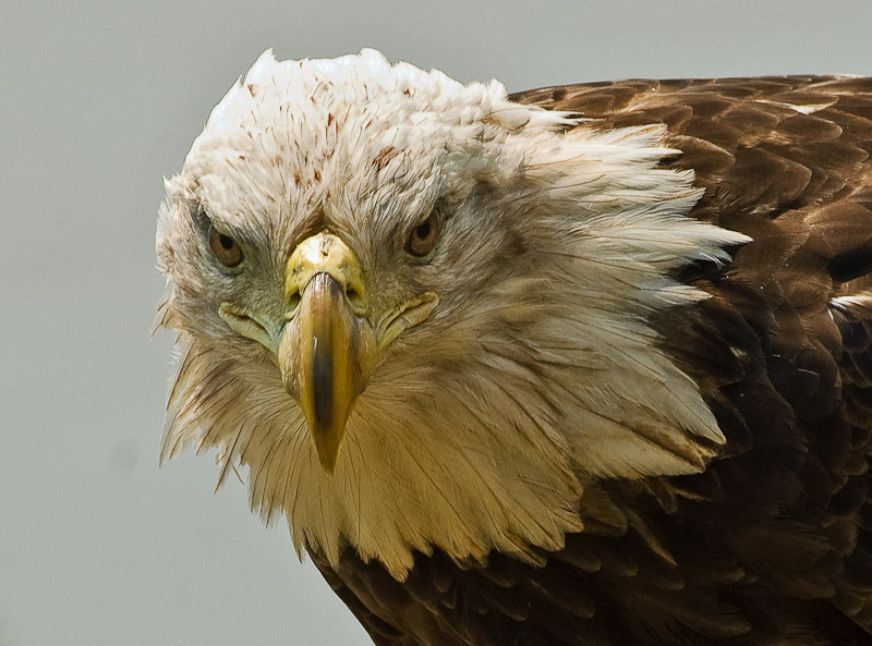 Honorable Mention, Advanced, Things: Wild Bald Eagle at Arm's Length